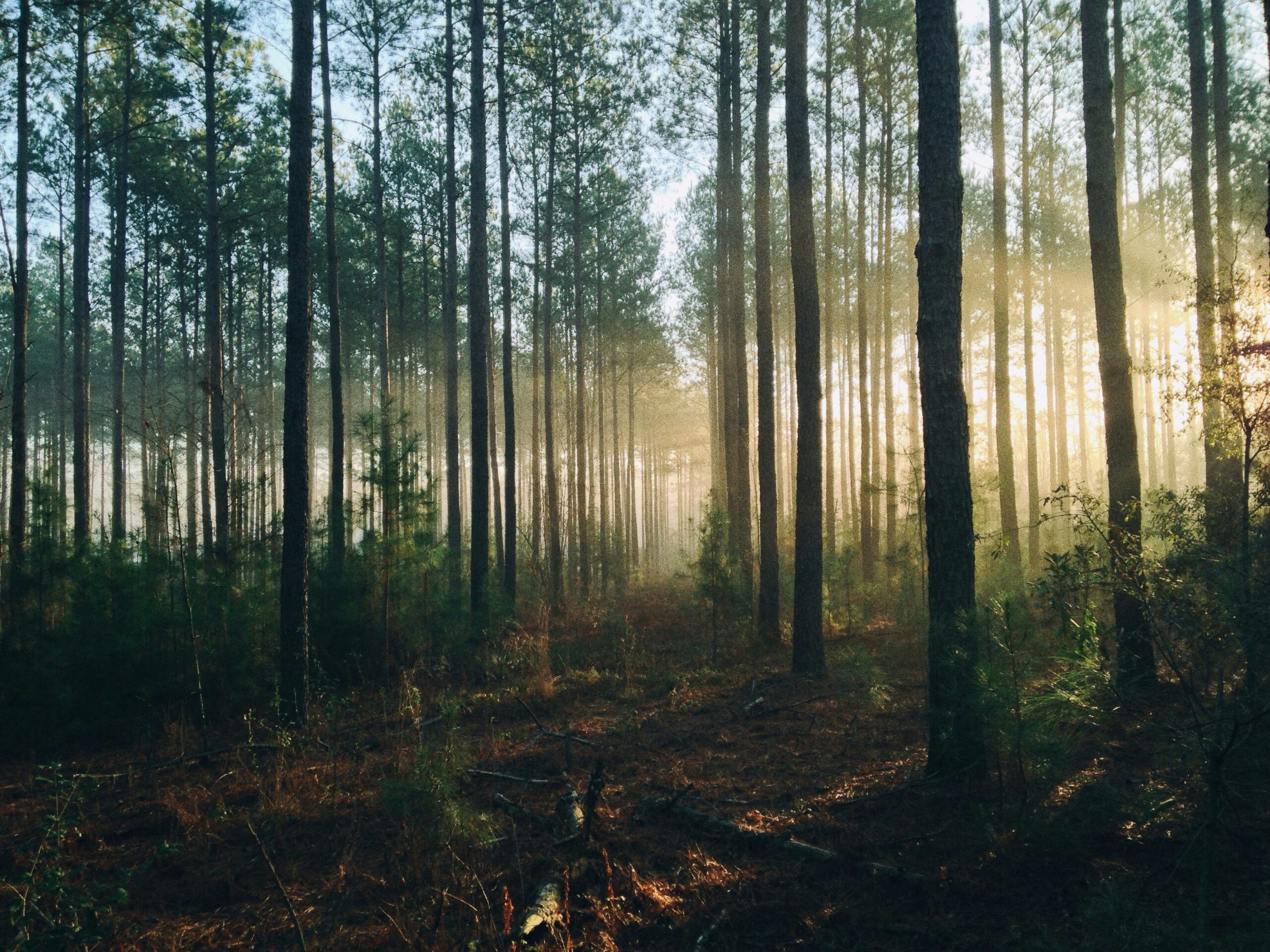 Forest in early morning light.